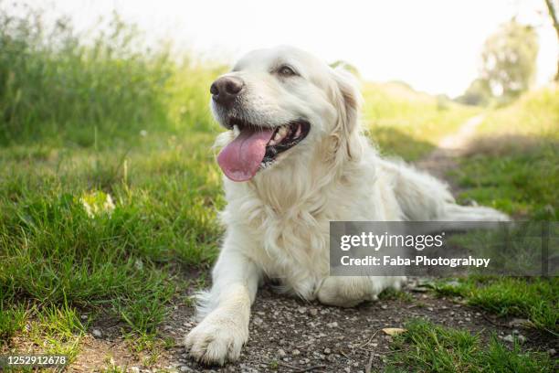 golden retriever puppy - hijgen stockfoto's en -beelden