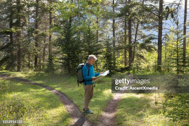 hiker stops at forked forested trail and looks to map for direction - verdict stock pictures, royalty-free photos & images