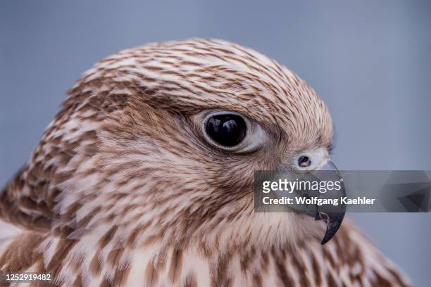 Close-up of a Gyrfalcon at the Sunriver Nature Center in Sunriver near Bend, Oregon.