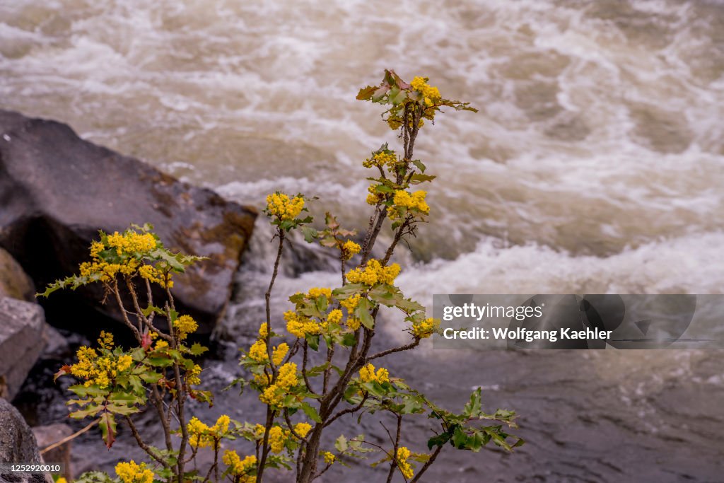 A Oregon grape or holly-leaved barberry (Mahonia aquifolium...