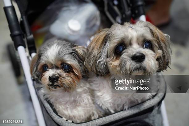 Two dogs are seen sitting in a stroller at the Pet Expo Thailand 2023 in Bangkok, Thailand, on May 7, 2023.