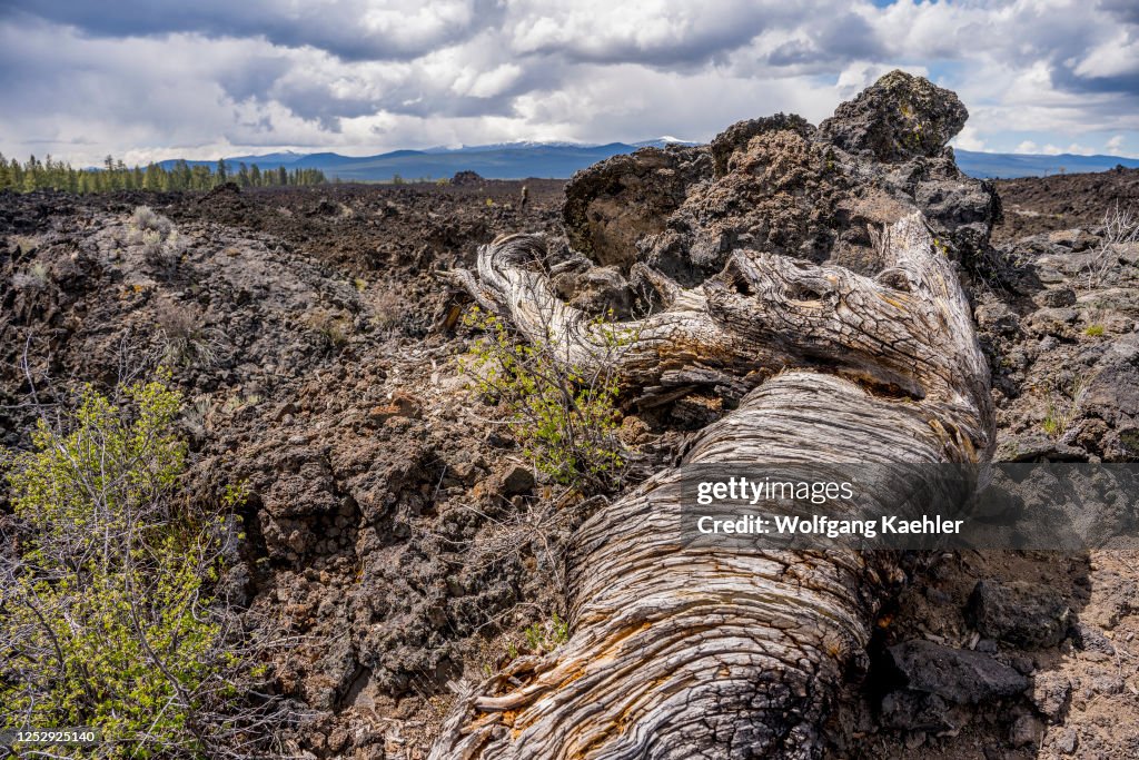 Tree In Lava A dead pine tree in a lava field at the Newberry National Volcanic ...