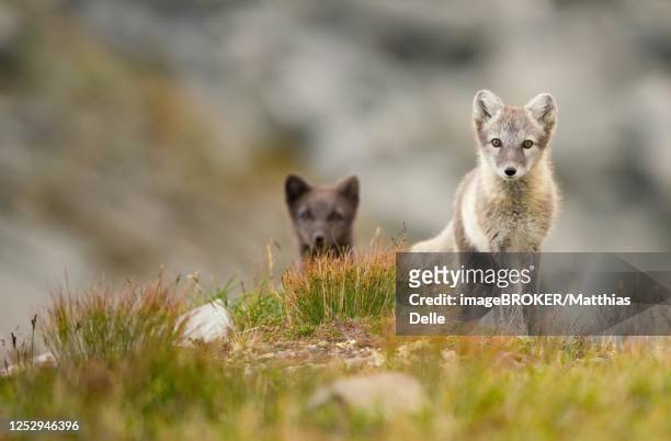 arctic foxes (alopex lagopus), young animals in grass, dovrefjell national park, norway - arctic fox cub stock pictures, royalty-free photos & images