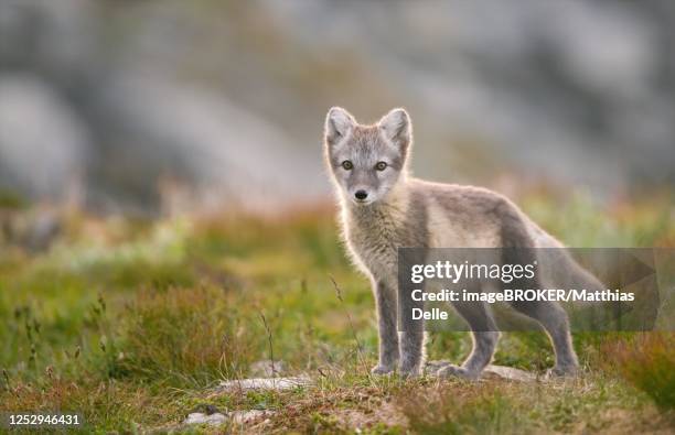 arctic fox (alopex lagopus), young animal in fjell, dovrefjell national park, norway - arctic fox cub stock pictures, royalty-free photos & images