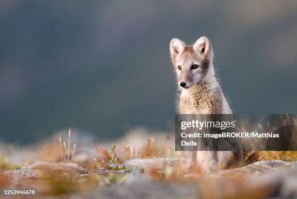 arctic fox (alopex lagopus) , alert, sitting, dovrefjell national park, norway - arctic fox stock pictures, royalty-free photos & images