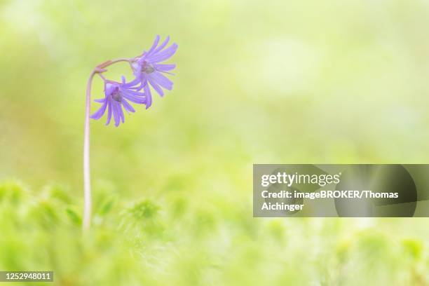 Alpengloeckchen Limestone Alps National Park Upper Austria Austria, Stockfoto