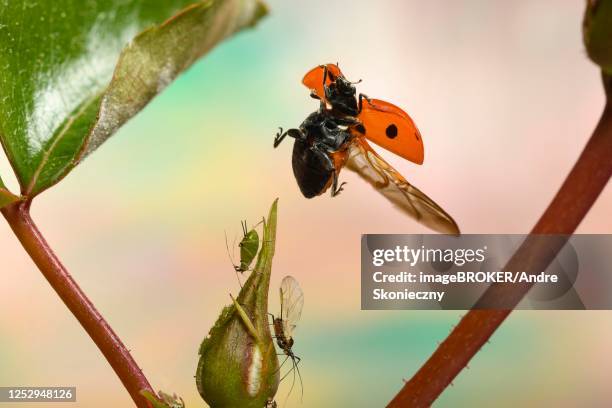 seven-spott ladybird (coccinella septempunctata) flies to the bud of a rose blossom with aphids, germany - lausd stock-fotos und bilder