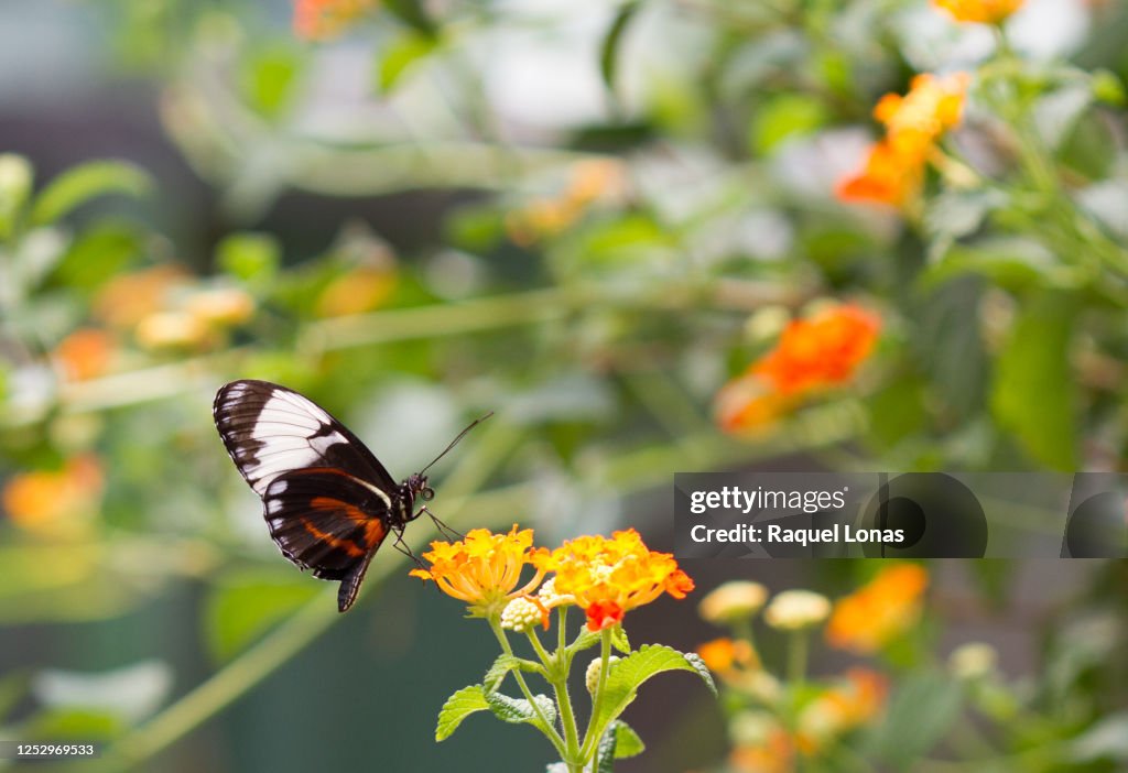 Red Cracker butterfly, hamadryas amphinome