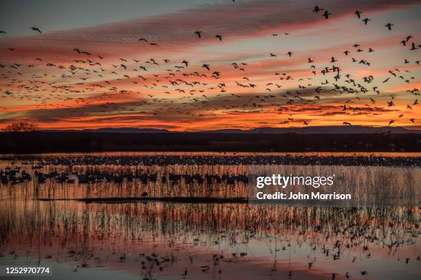 gänsegänse fliegen bei sonnenaufgang in wildschutzgebiet - water bird stock-fotos und bilder