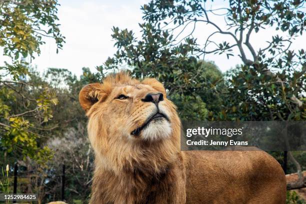 Lion is seen during the opening of the African Savannah precinct at Taronga Zoo on June 28, 2020 in Sydney, Australia. The new African Savannah...