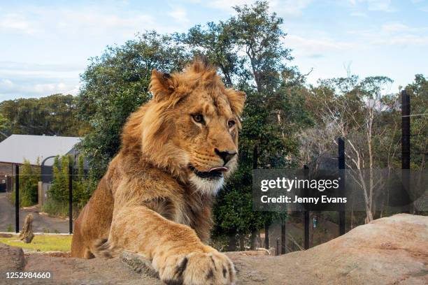 Lion is seen during the opening of the African Savannah precinct at Taronga Zoo on June 28, 2020 in Sydney, Australia. The new African Savannah...