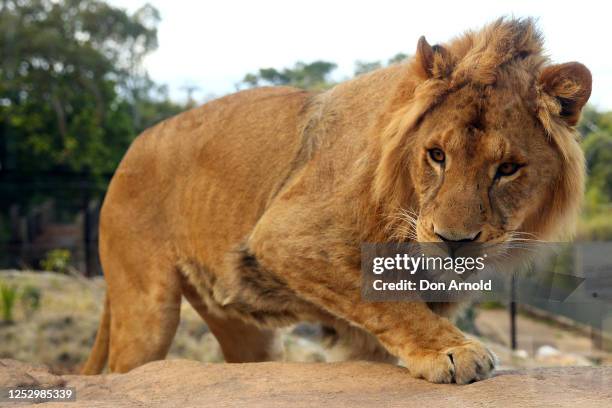 Lion is seen roaming inside its enclosure during the opening of African Savannah precinct at Taronga Zoo on June 28, 2020 in Sydney, Australia. The...