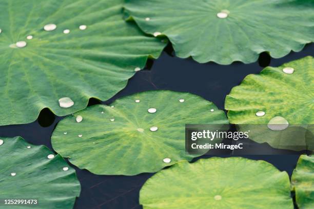water dew on lotus leaves - waterlelie stockfoto's en -beelden