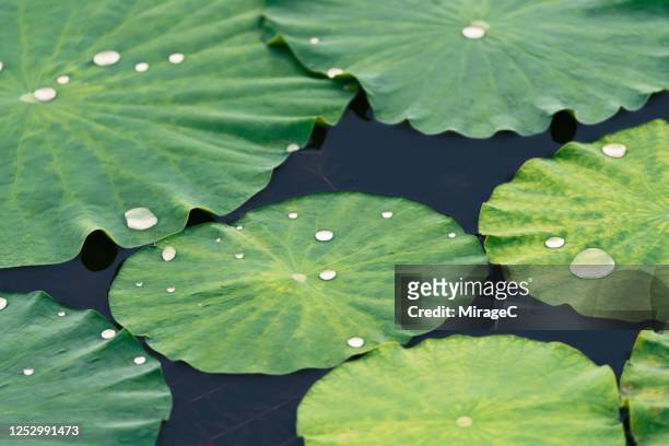 water dew on lotus leaves - china pool stock pictures, royalty-free photos & images