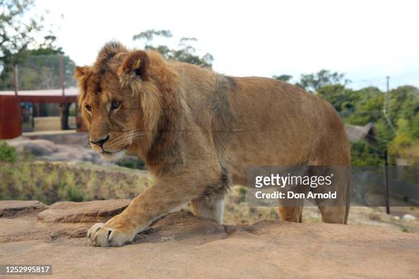 Lion is seen roaming inside its enclosure during the opening of African Savannah precinct at Taronga Zoo on June 28, 2020 in Sydney, Australia. The...