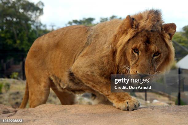 Lion is seen roaming inside its enclosure during the opening of African Savannah precinct at Taronga Zoo on June 28, 2020 in Sydney, Australia. The...