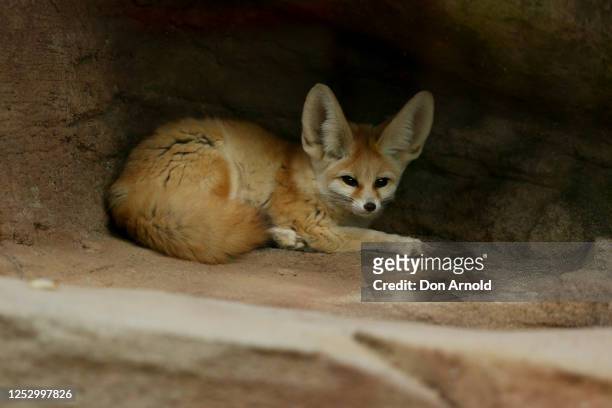 Fennec fox is seen during the opening of African Savannah precinct at Taronga Zoo on June 28, 2020 in Sydney, Australia. The new African Savannah...