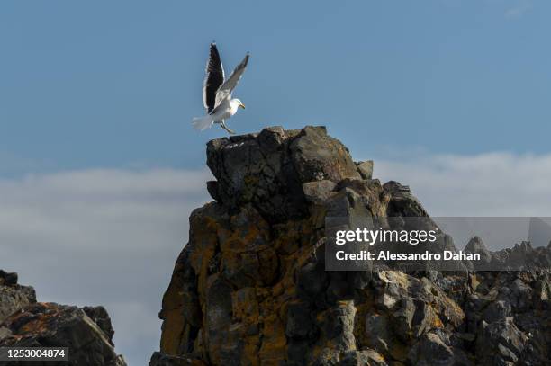 Gooney Rocks Gooney Bird Landing Photos and Premium High Res Pictures - Getty Images