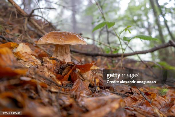 forest mushroom - porcini mushroom stock pictures, royalty-free photos & images