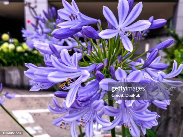 lily of the nile - african lily stock pictures, royalty-free photos & images