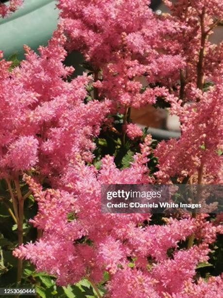 astilbe - astilbe stock pictures, royalty-free photos & images