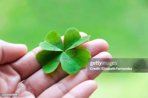 woman's hand holding four leaf clover - clover stock pictures, royalty-free photos & images