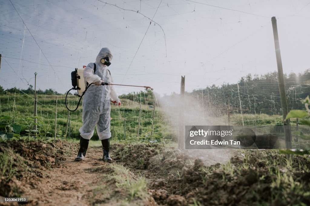 Uma agricultora asiática chinesa com traje de proteção pulverizando em plantas amargas groud na fazenda para desinfecção