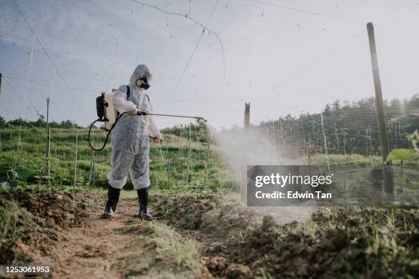 an asian chinese female farmer with protective suit spraying on bitter groud plants in the farm for disinfection - roupa protetora imagens e fotografias de stock