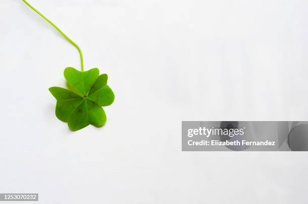 four-leaf clover, good luck! - witte klaver stockfoto's en -beelden