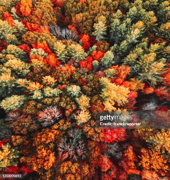 herbstliche baum-luftaufnahme - autumn leaf color stock-fotos und bilder