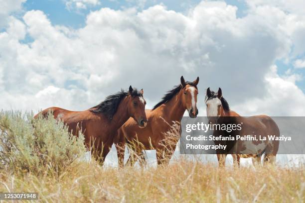 three horses looking at the camera - 野生馬 ストックフォトと画像