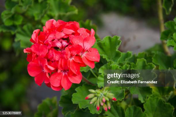 geranium pelargonium in bloom - geranium stockfoto's en -beelden