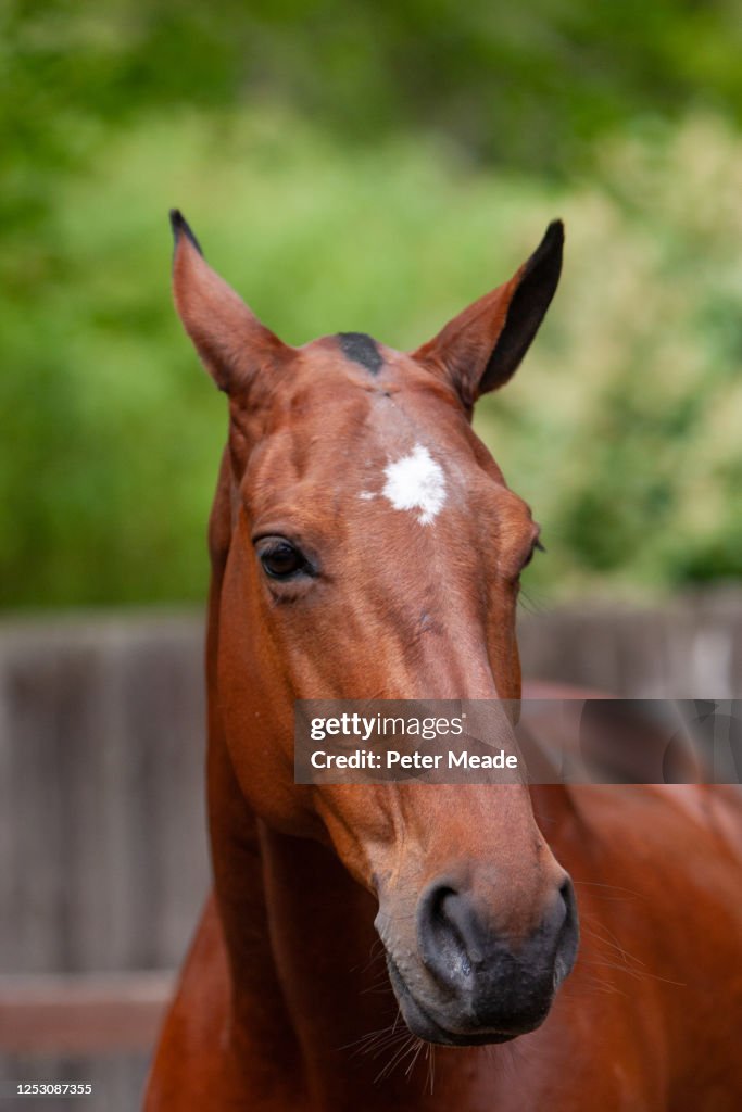 Portrait of a polo pony