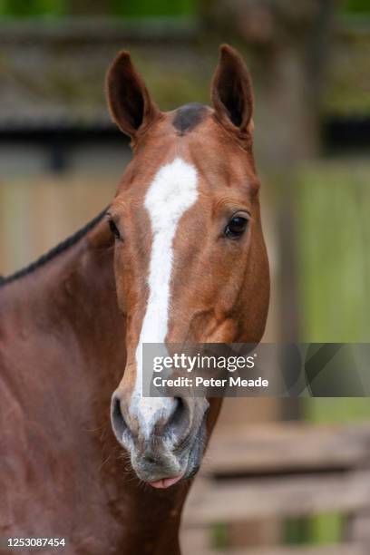 portrait of a polo pony - polo horse stock-fotos und bilder