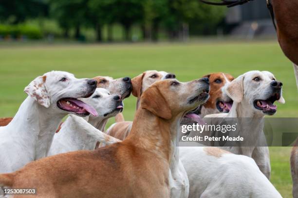 foxhounds - foxhound stock pictures, royalty-free photos & images