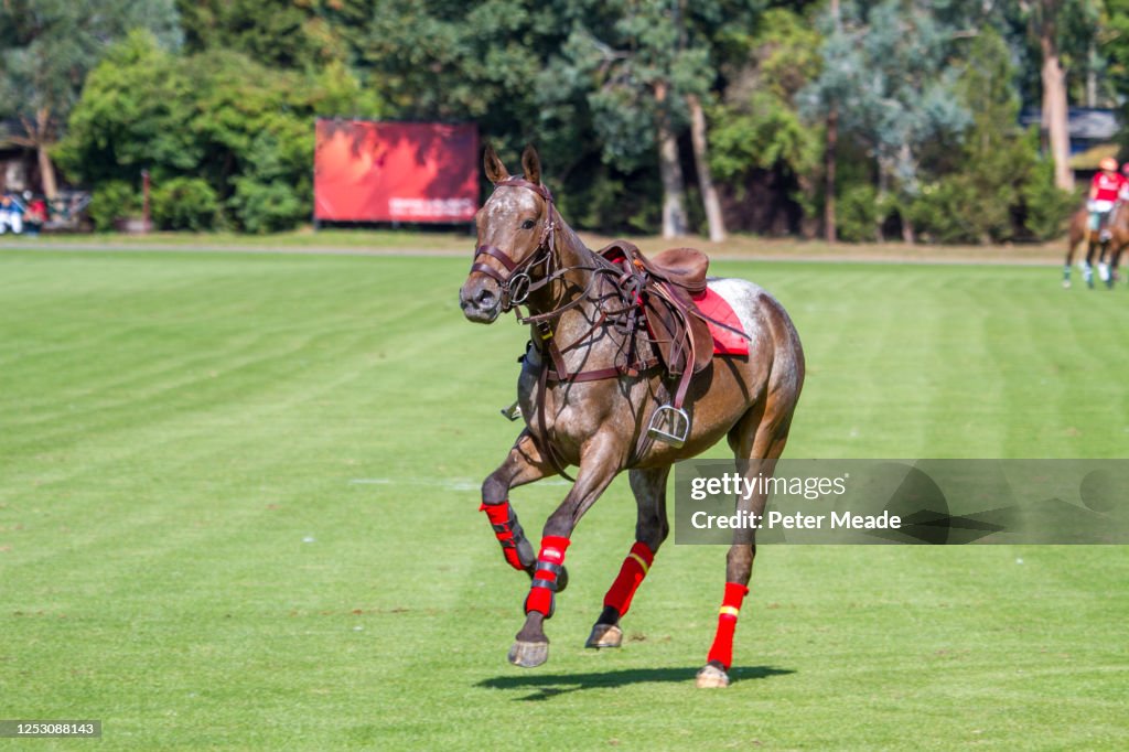 Polo pony returning to the pony lines after unseating its rider