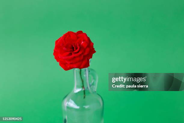 rose in a vase with green background - green which rose foto e immagini stock