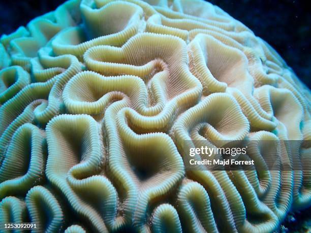 brain coral (diploria labyrinthiformis), grand cayman - brain coral 個照片及圖片檔