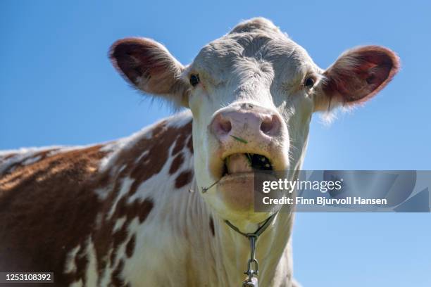 closeup of cow chewing on grass, looking straight to the camera. - funny cow stock pictures, royalty-free photos & images