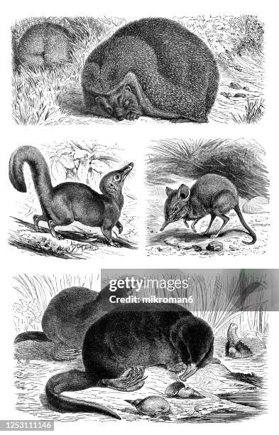 old engraved illustration of insectivora animals. - insectivora stock pictures, royalty-free photos & images