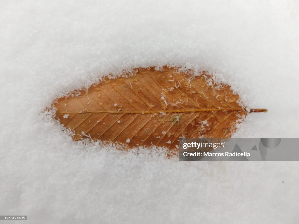 Leaf over snow