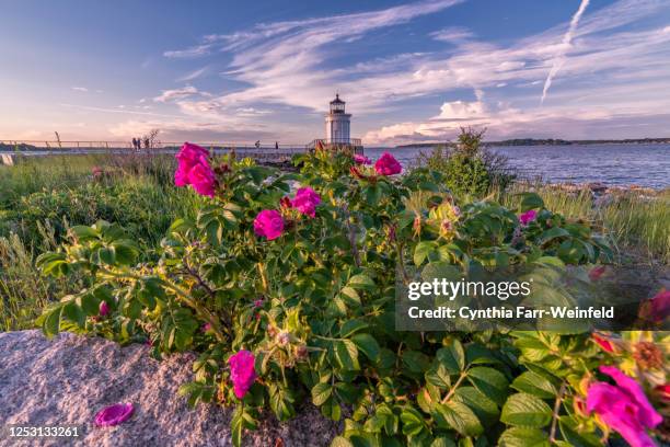 bug light wild roses, south portland, maine - maine lighthouse stock pictures, royalty-free photos & images