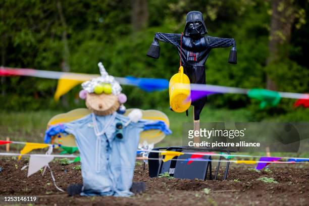 May 2023, North Rhine-Westphalia, Cologne: Scarecrows, including one dressed as "Darth Vader," guard a fruit and vegetable garden on an urban...