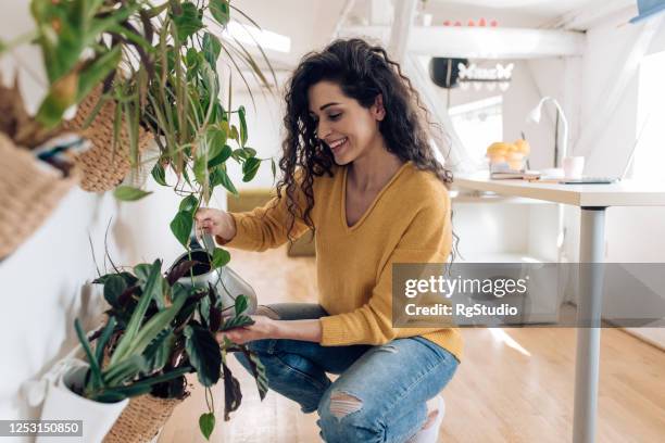 mujer cuidando las plantas en su nuevo apartamento - regar fotografías e imágenes de stock