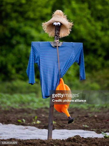 May 2023, North Rhine-Westphalia, Cologne: A scarecrow guards a fruit and vegetable garden on an Urban Gardening field whose plots are leased by Pohl...