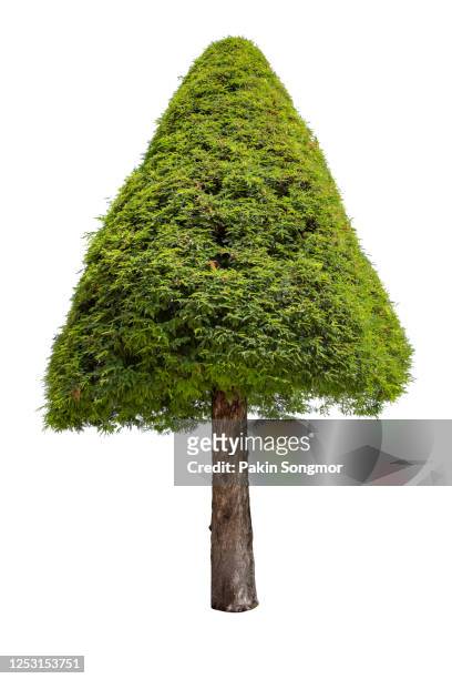 close-up of bonsai tree against isolated on white background. tamarind tree bending - miniture tree stock pictures, royalty-free photos & images