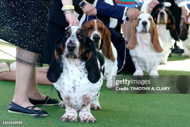 Basset Hounds in the judging ring during the Annual Westminster Kennel Club Dog Show judging of Hound, Toy, Non-Sporting and Herding breeds and...