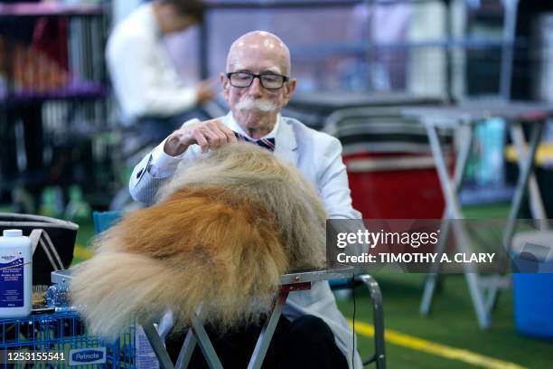 Pekingese in the benching area during the Annual Westminster Kennel Club Dog Show judging of Hound, Toy, Non-Sporting and Herding breeds and Junior...