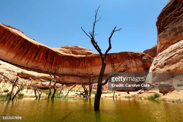 Lake Powell, Arizona-June 29, 2022-Long-drowned cottonwood trees protrude from the water now that the water level in Lake Powell and Glen Canyon...