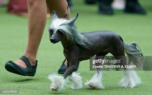 Chinese Crested in the judging area during the Annual Westminster Kennel Club Dog Show judging of Hound, Toy, Non-Sporting and Herding breeds and...